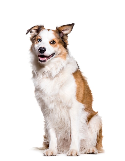 Border collie sentado contra um fundo branco