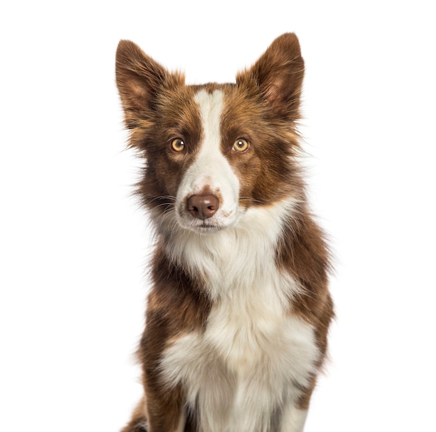 Border Collie sentado em frente a um fundo branco