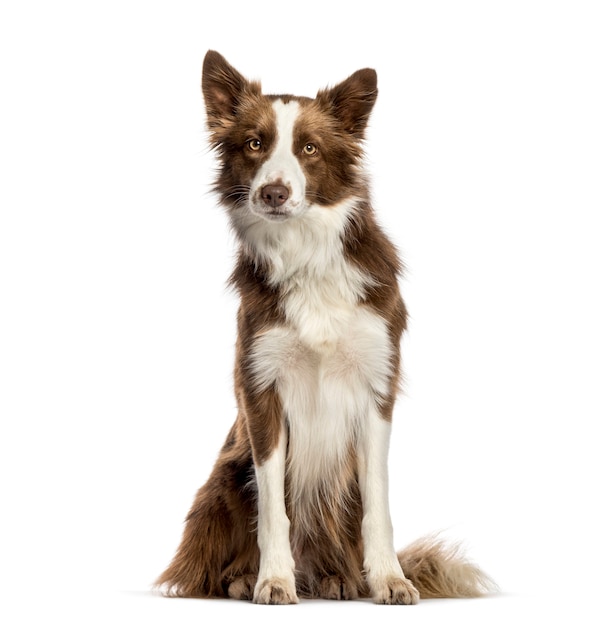 Border Collie sentado em frente a um fundo branco