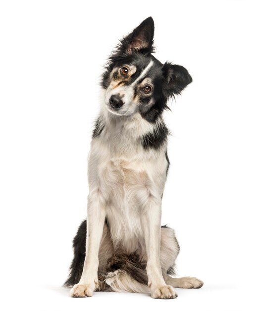 Border Collie sentado em frente a um fundo branco