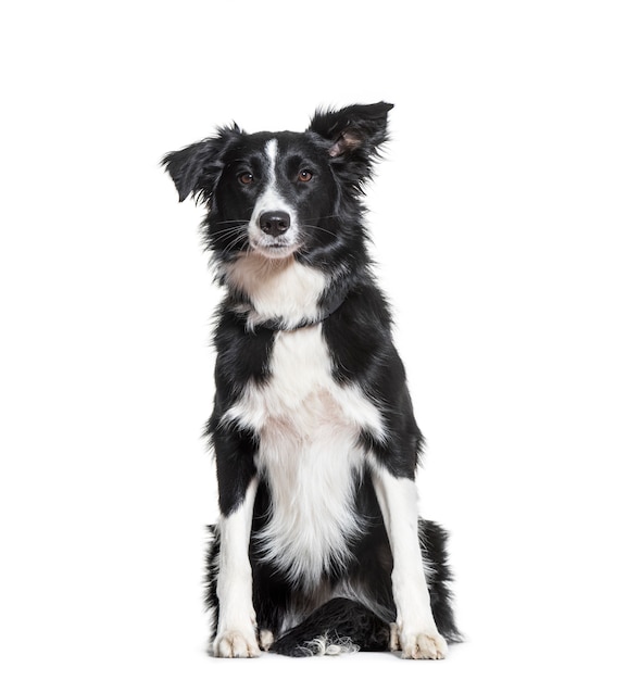 Border Collie sentado