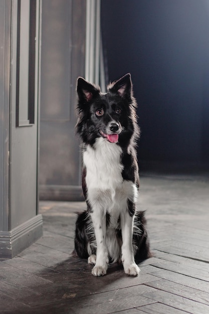 Un border collie se sienta en un piso de madera