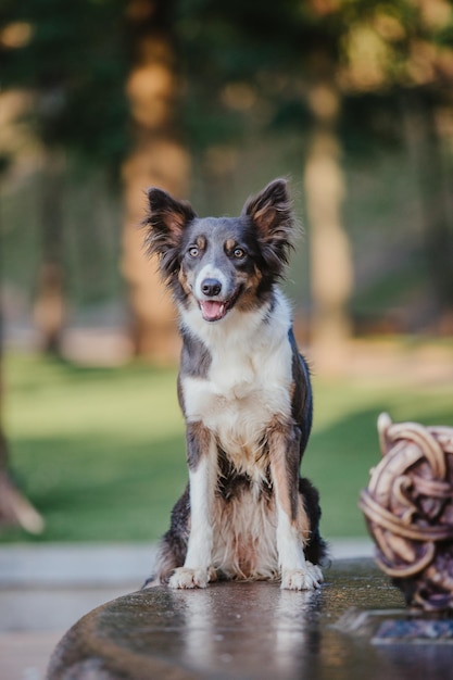 Un border collie se sienta en un tronco en un bosque