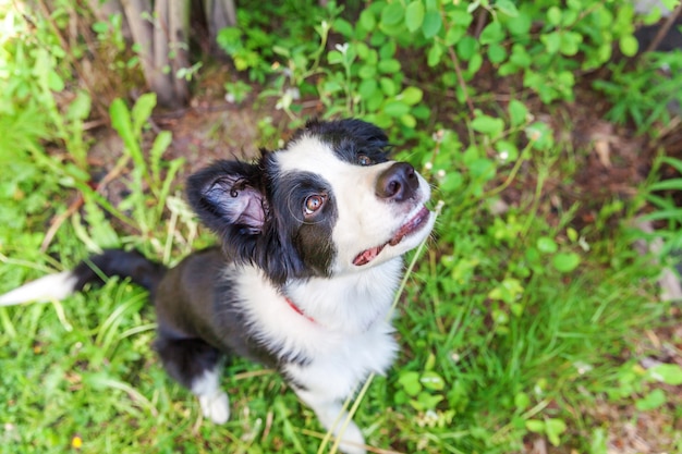 Border Collie sitzt auf Gras im Garten