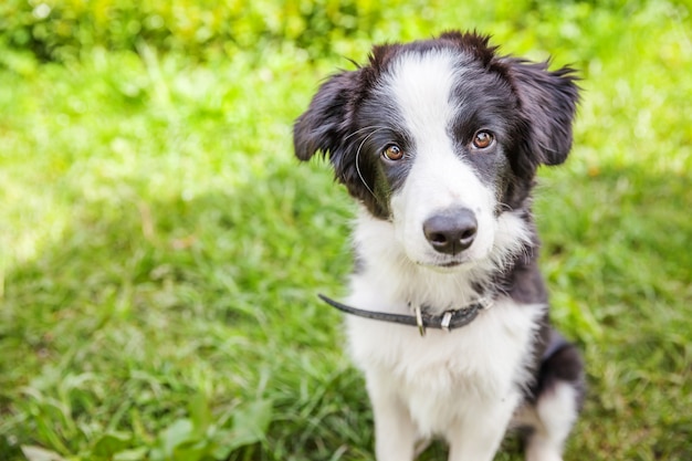 Border Collie sitzt auf Gras im Garten