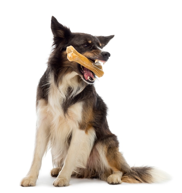 Border Collie sitzt und kaut Knochen vor weißem Hintergrund