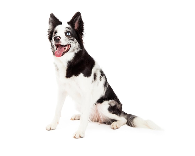 Border Collie sitzt und schaut zur Seite