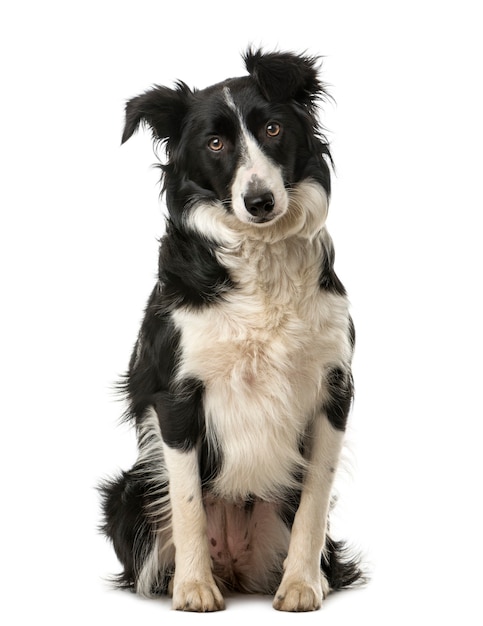 Border Collie sitzt vor einer weißen Wand