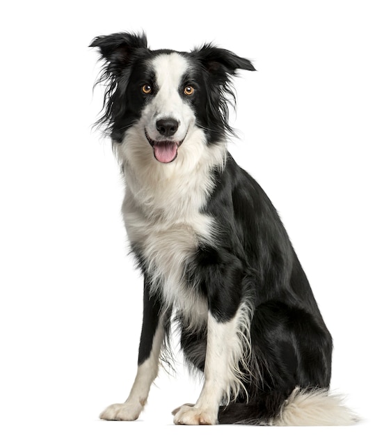 Border Collie sitzt vor einer weißen Wand