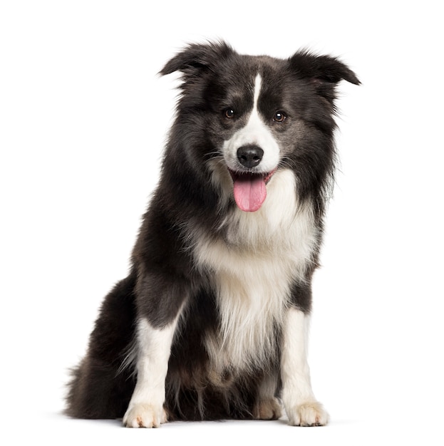 Border Collie sitzt vor weißem Hintergrund