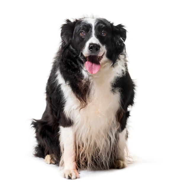 Border Collie sitzt vor weißem Hintergrund