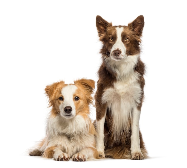 Border Collie sitzt vor weißem Hintergrund