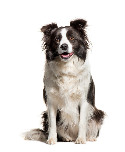 Border Collie sitzt vor weißem Hintergrund