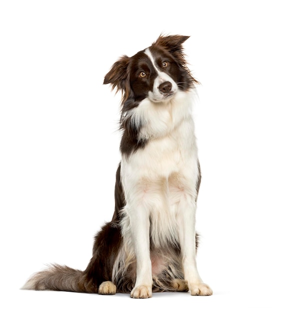 Border Collie sitzt vor weißem Hintergrund