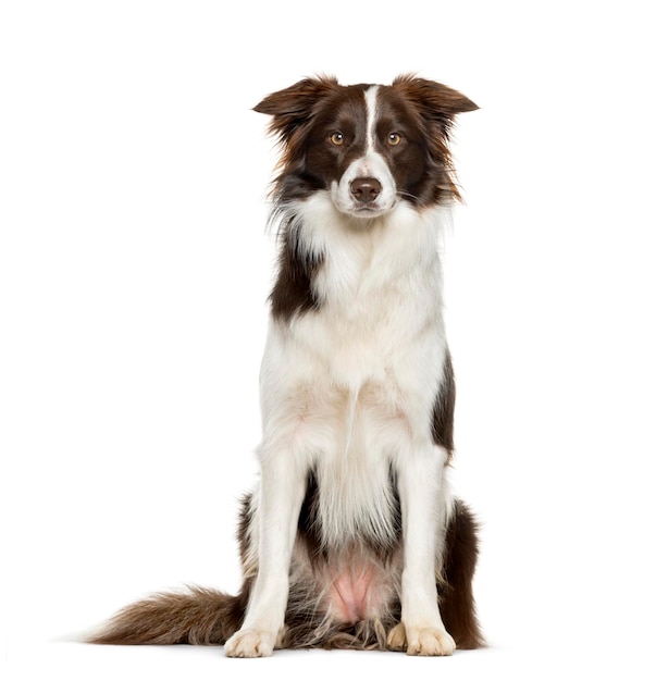 Border Collie sitzt vor weißem Hintergrund