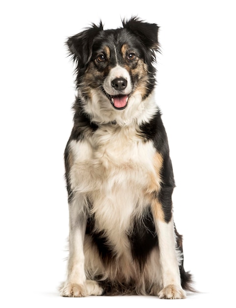 Border Collie sitzt vor weißem Hintergrund