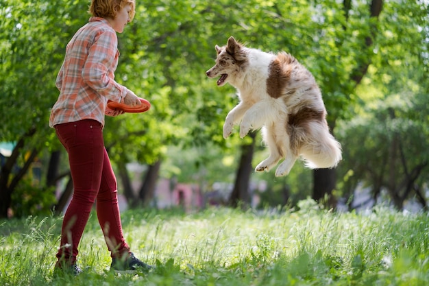 Border Collie Springen im Sommer