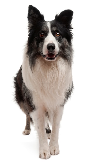 Border Collie stehend