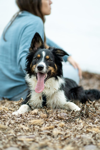 Border Collie thront auf Algen am Strand mit seinem Besitzer dahinter