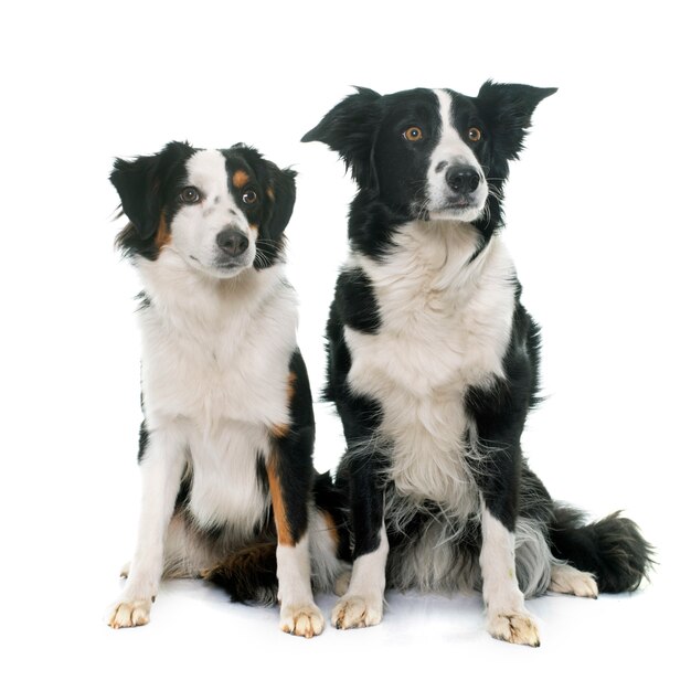 Border-Collie und australischer Miniaturschäferhund
