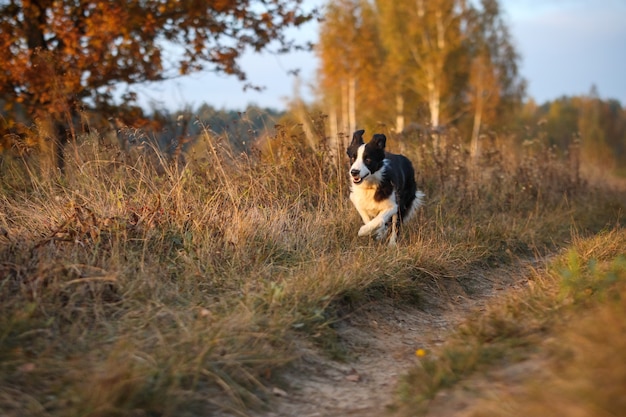 Border Collie vai para o campo seco de outono