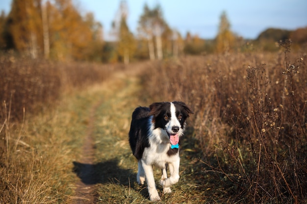 Border Collie vai para o campo seco de outono