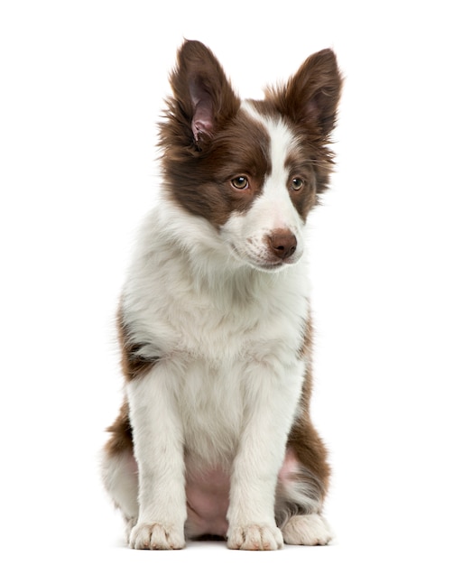 Border Collie vor der weißen Wand