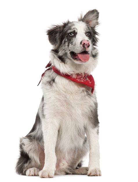 Border Collie, vor weißem Hintergrund sitzend