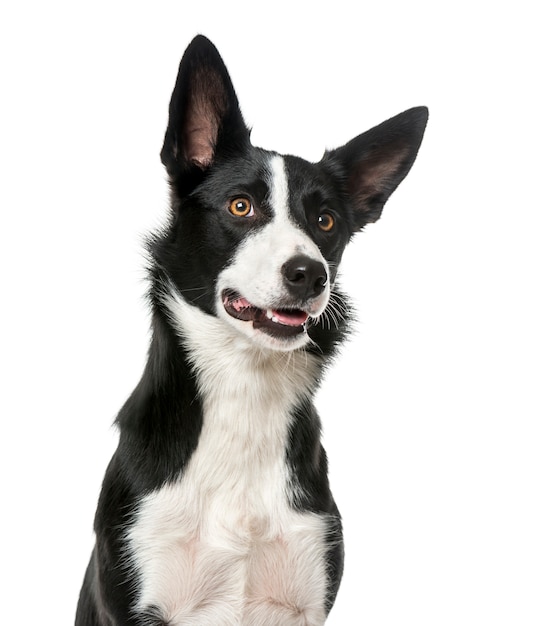 Border Collie wegschauen, isoliert auf weiß,