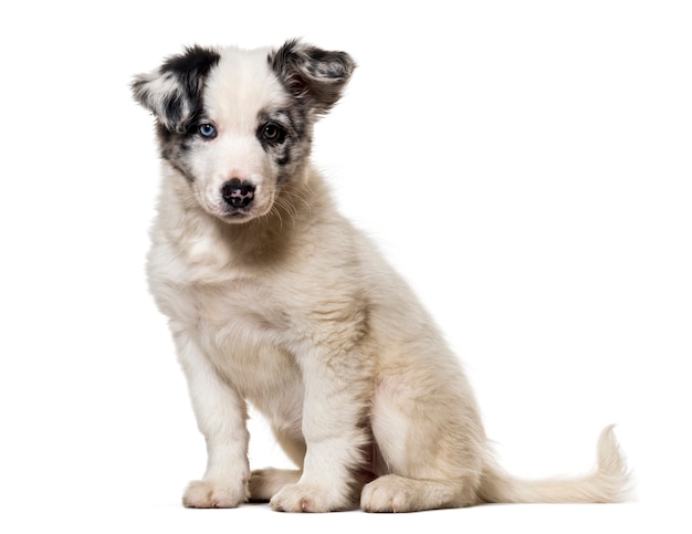 Border Collie Welpe, 3 Monate alt, sitzt vor weißem Hintergrund