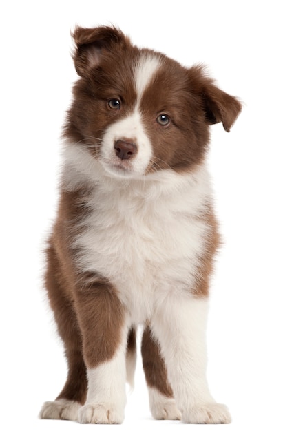 Border Collie Welpe, 8 Wochen alt, stehend