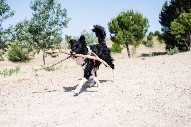 Border Collie Welpe läuft mit einem riesigen Holzstab.