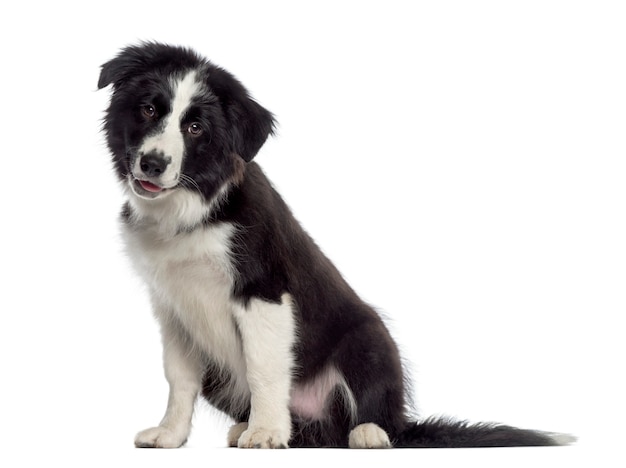 Border Collie Welpe sitzt