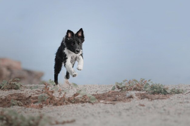 Border Collie Welpe