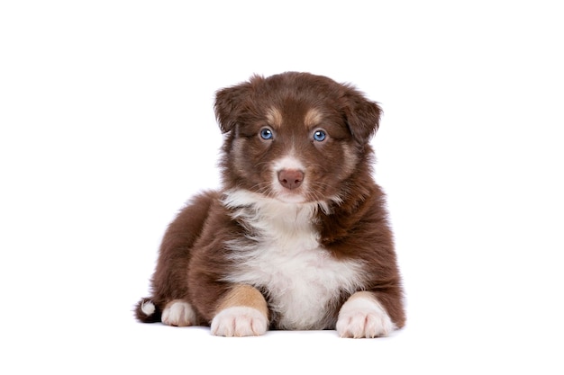 Border Collie Welpe