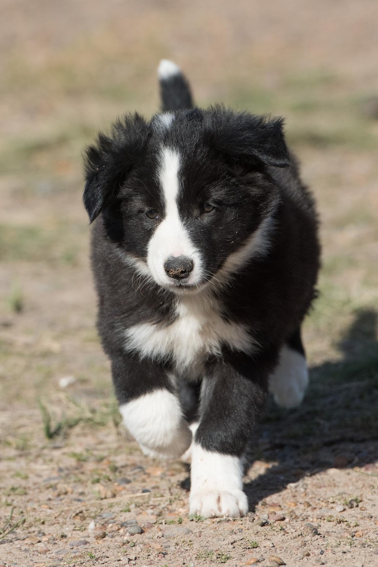 Foto border-collie-welpen-hundeporträt, das sie betrachtet