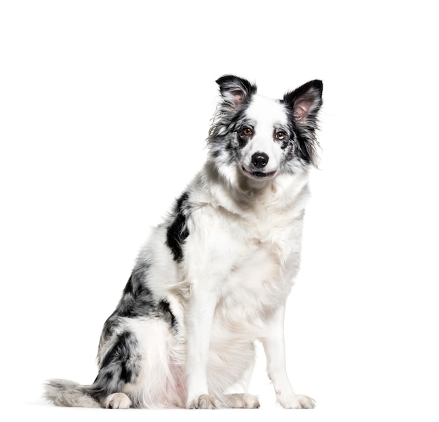 Border Collie