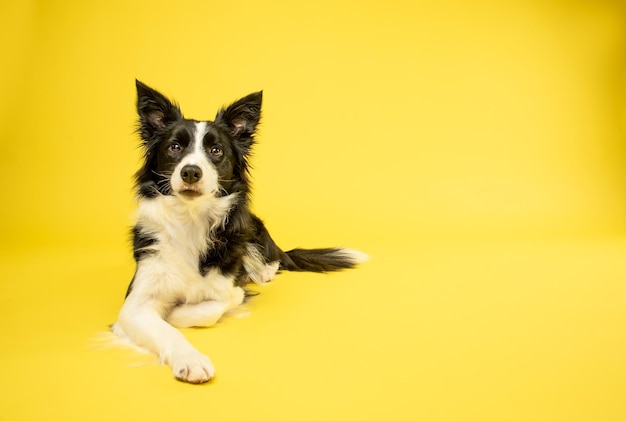 Border Collie