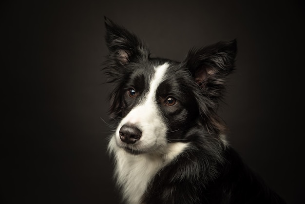 Foto border collie