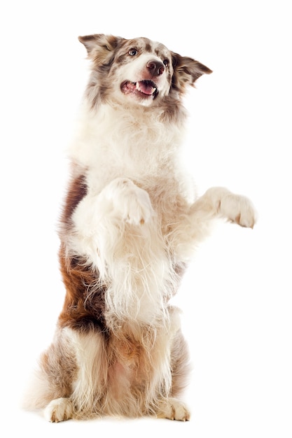 Border Collie