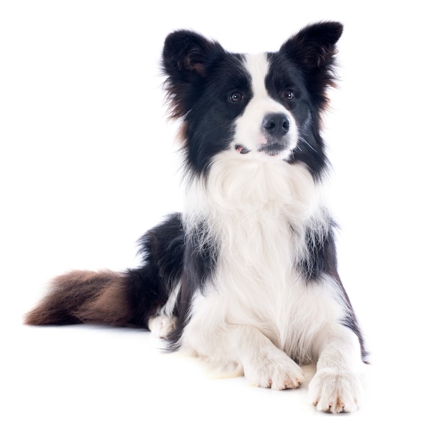 Border Collie