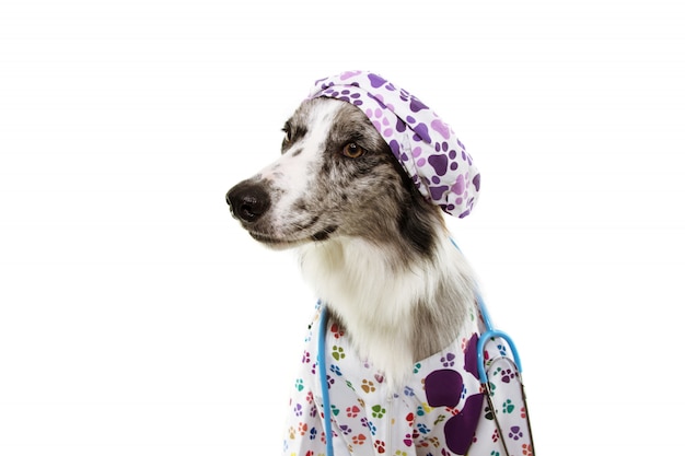 Border-colliehund gekleidet als tragendes stethoskop, kappe und krankenhauskleid des veterinärs.