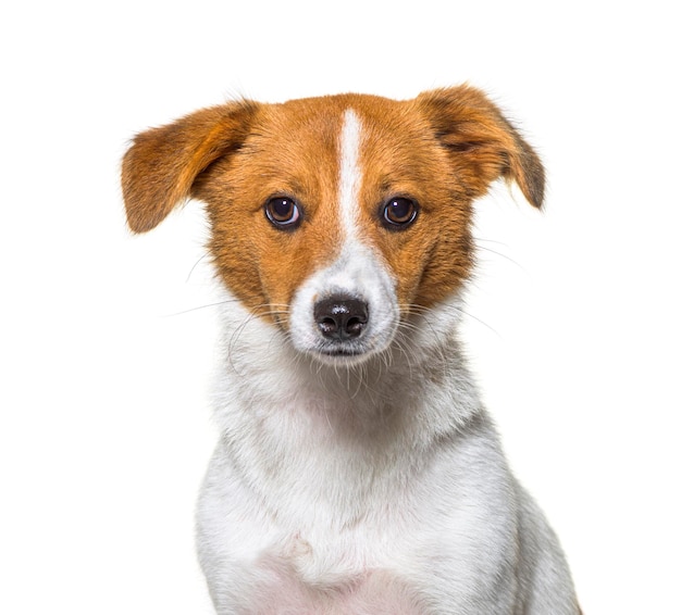 Border Jack é uma nova raça raça mista entre um border collie e um jack russel cão jovem isolado