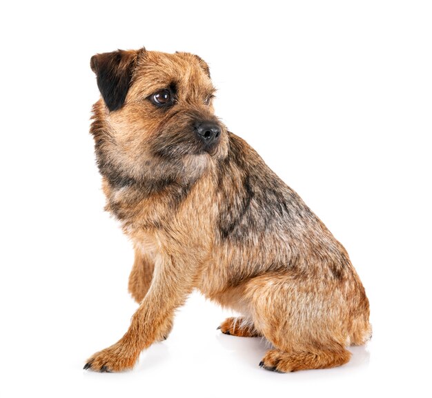 border terrier en estudio