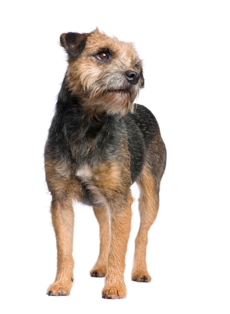 Border Terrier Hundeporträt isoliert