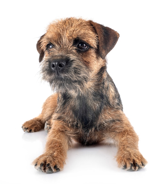 Border Terrier