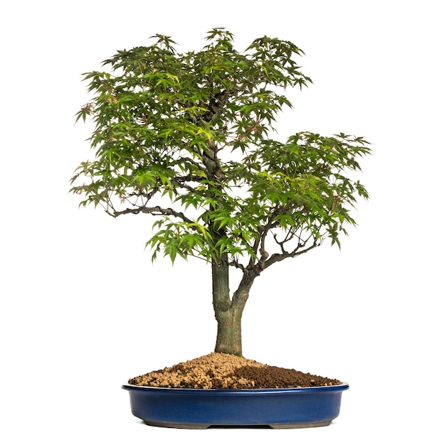 Bordo bonsai, isolado no branco