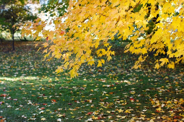 Bordo de outono colorido e folhas amarelas caídas, deitado na grama