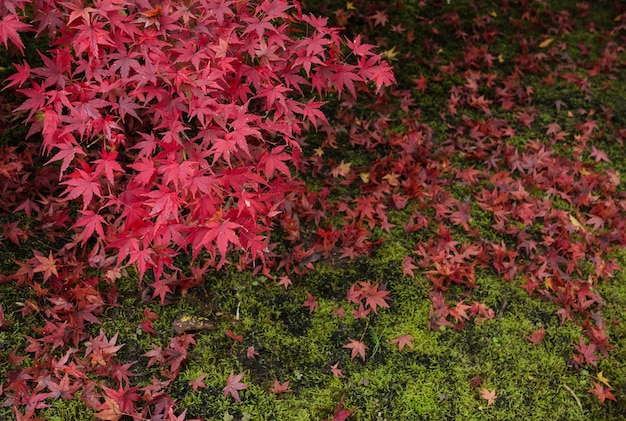 Bordo de outono com folhas de tapete vermelho caído na grama no Japão