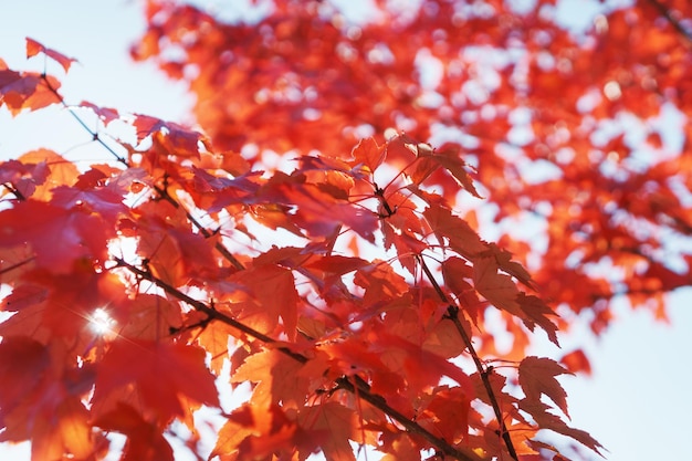Bordo de outono dourado folhas em tela cheia. Floresta de outono